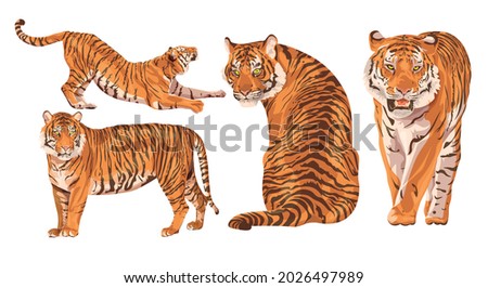 Set of realistic Amur tigers in different poses. The tiger stands, lies, walks, hunts. Animals of Asia. Panthera tigris. Big cats. Predatory mammals, an extinct animal