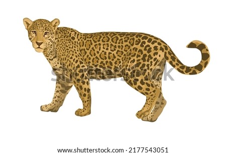 
vector isolated leopard or jaguar illustration. jaguar pictures, predator, wild animal, art.illustration
