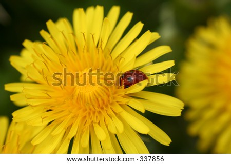 Closeup of a yellow dandelion with a red ladybug on it