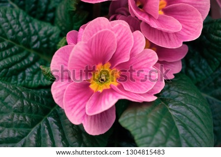 Pink prim rose on a dark green background of leaves Stock foto © 