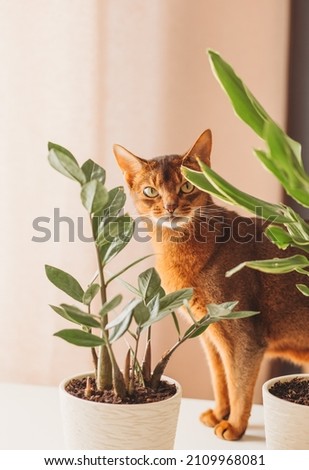 Purebred abyssinian cat  on the table with home flowers, indoor Foto stock © 