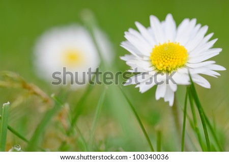Daisy weeds close up on the lawn
