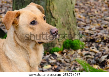 Golden labrador retriever dog in the forest whilst out beating on an organised pheasant shoot in Yorkshire, a Labrador is a natural gun dog and effectively uses his natural instincts retrieving game