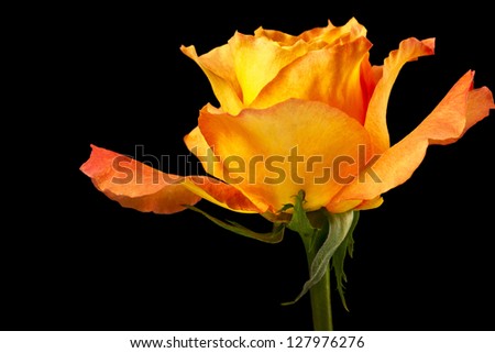 Rose flower on a black background