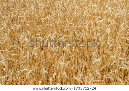 Field of Golden wheat agriculture concept