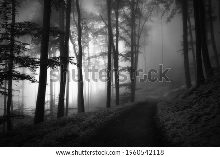 A monochrome shot of a fogy spooky forest with sunlight silhouetting the tree trunks and branches
