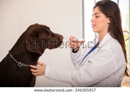 Joli vétérinaire latino-américain donnant un médicament à un labrador brun à l