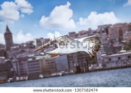 white Seagull with a nut in its beak flies over the Bosfor strai Zdjęcia stock © 