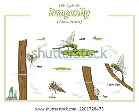 Life cycle of dragonfly illustration.
vector file, ready to use, ready to print, easy to edit, colorful.