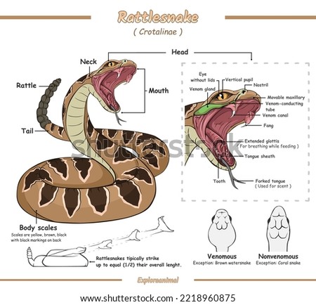 Parts of rattlesnake anatomy illustration.
Ready to use, vector file, ready to print, easy to edit, biology, education, science.