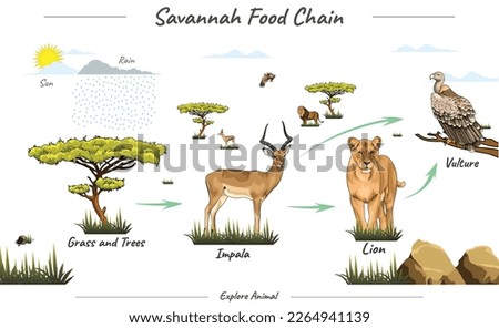 Vector illustration of savanna fauna.
simple food chain in savannah.
ready to use, vector, lion, impala, trees, vulture.