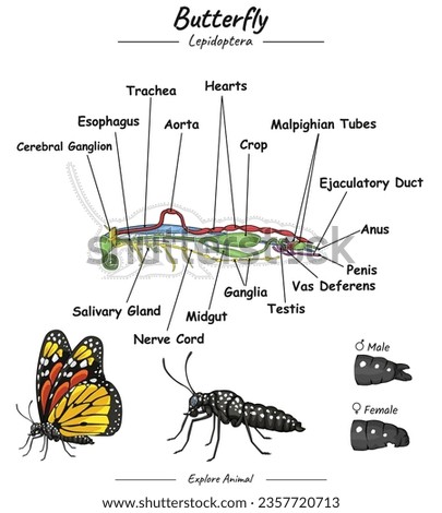 
Butterfly anatomy. diagram showing the parts of a Butterfly for educational content, teaching, presentation. with a simple design