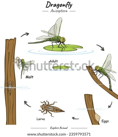 Life cycle of dragonfly illustration.
vector file, ready to use, ready to print, easy to edit, colorful.