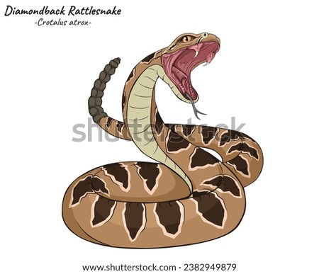 Diamondback Rattlesnake illustration. Reptile animal isolated. Rattlesnake illustration
