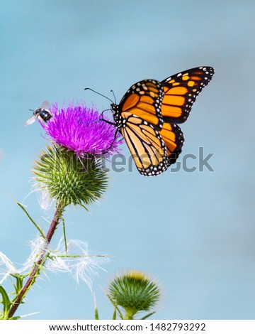 Similar – Foto Bild Distelfalter auf Echinacea purpurea