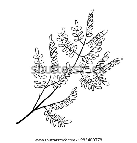 Branch of acacia tree with small leaves, outline floral sketch on white background. Minimalist design. Vector for eco products, botanical, natural illustration, coloring book, forest, garden element. Stockfoto © 