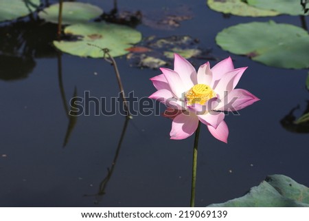 Pink lotus in the lotus pond.