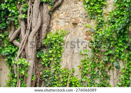 vines and other vegetation growing on an old stone wall