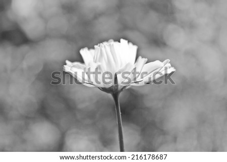 Beautiful Cosmos Flower on black and white background, shallow depth of field