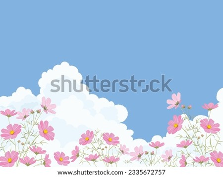 Cosmos flower and blue sky background.