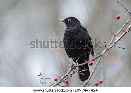 Similar – Foto Bild Aufgeplusterte Amsel im Sonnenschein