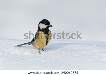 Great tit in the snow