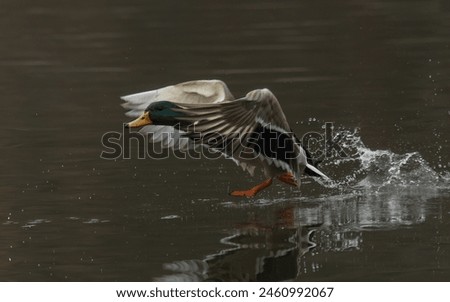 Similar – Image, Stock Photo Mallard duck floating in river water