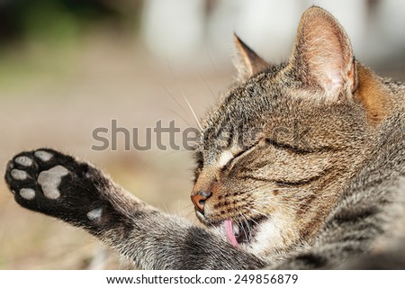 Domestic cat licking foot