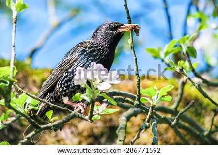 Common Starling (Sturnus vulgaris) on apple tree branch ready to feed chicks