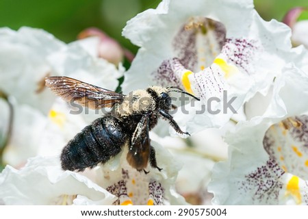 Carpenter bee on catalpa tree flower