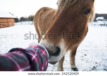 Horse feeding