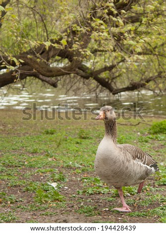 a grey lag goose a kind of duck is keeping in the mouth a blade of grass