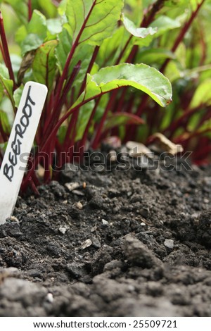 Low angled shot of a garden tag with the words \'Beetroot\' hand written. Focus on middle distance leaving clean copy space to the bottom.