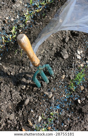 A hand held garden fork set in the ground next to a plastic polly-tunnel in a small urban garden. First shoots of a row of organically grown carrots to the foreground, beetroot to top of image.