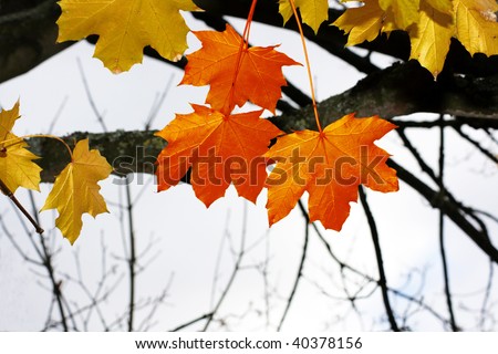 Autumnal leaves on a tree. Golden leaves to the background with three red leaves to front on a landscape format.
