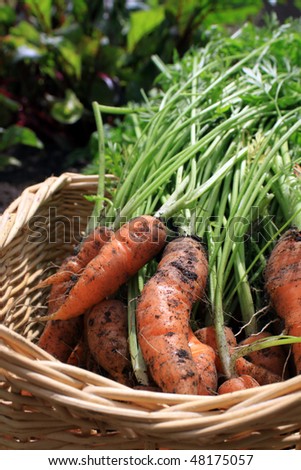 A first crop of organically grown carrots in a square wicker basket. The first shoots of organically growing beetroot in soft focus to the background.