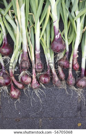 The first crop of organically grown red onion, red baron, showing the roots of the bulbs and their green stalks. Onions set out to air dry.