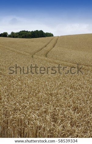 A portrait format image of a rolling wheat field with growing golden wheat with a tree lined horizon.