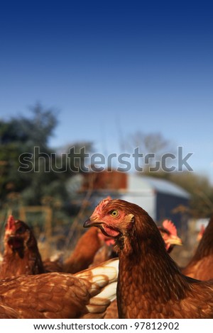 Free range brown hens located in a city farm environment, set against a blue sky background, on a portrait format with room for copy above.