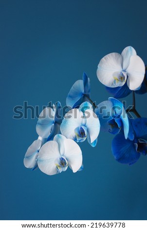 Blue and white orchid flowers on a background of blue wall