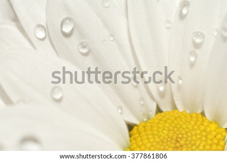 Chamomile Drops