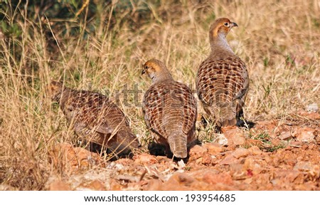 Three Grey Partridges (now known as Grey Francolin) running away into the bushes to hide. Camouflage pattern of the birds
