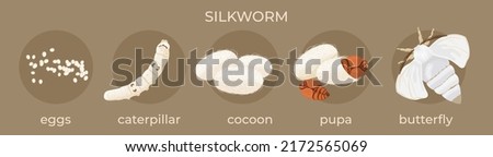 Silkworm. Stages of development: egg, caterpillar, cocoon, pupa,  butterfly.