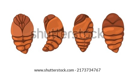 Silkworm pupae from different sides.