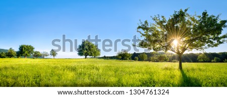 Similar – Image, Stock Photo orchard Sky Sunlight Grass