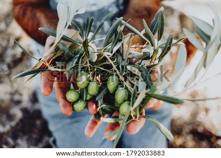 Man with a pile of green olives in his hands freshly collected during the harvesting. Harvested fresh olives in the hands of farmer. Lesbos. Greece.