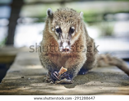 IGUAZU, MISIONES, ARGENTINA - SEPT 28, 2014: South American Coati at Iguazu Falls comes to people and begs for food