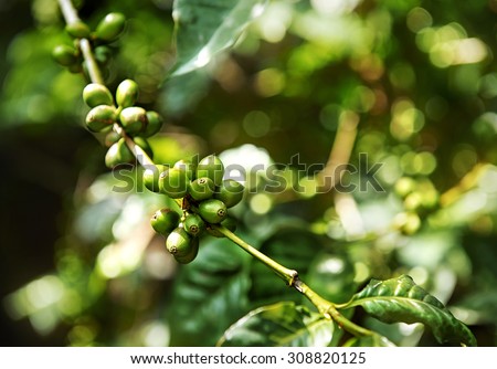 Immature green coffee cherries ont he branch which are the source of coffee beans. Arabica. Ethiopia. Africa.