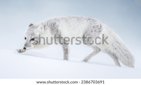 Similar – Image, Stock Photo First Snowfall Animal