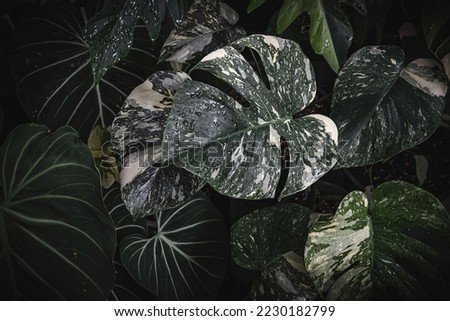 Similar – Image, Stock Photo Monstera im detail